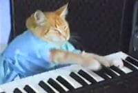 Viral Boycats Image 3