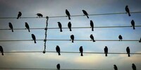 Nature-Inspired Songwriting Image 4