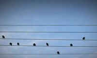 Nature-Inspired Songwriting Image 5