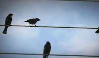 Nature-Inspired Songwriting Image 6