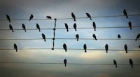 Nature-Inspired Songwriting Image 8