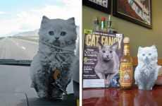 Paper Pet Photography