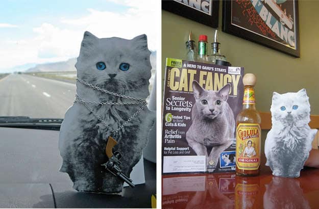Paper Pet Photography