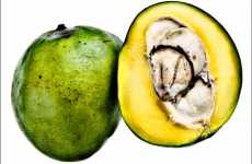 Culinary Cross-Sections