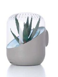 Leafy Air Cleaning
