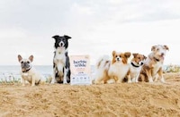 Functional Plant-Based Dog Foods Image 1