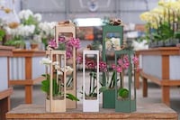 Enchanting Orchid Deliveries