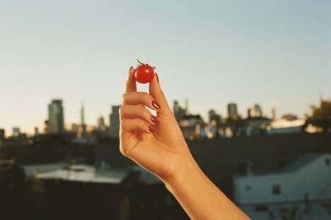 Flavor-Packed Tomato Varieties