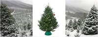 Farm-Sourced Christmas Trees Image 1