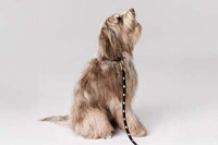 Posh Parisian Pooch Accessories Image 2