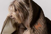 Posh Parisian Pooch Accessories Image 3