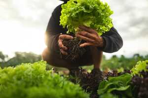 Sustainable Vertically Grown Lettuce Article Thubnail