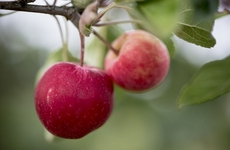 Cidery Tree Giveaways