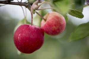 Cidery Tree Giveaways Article Thubnail