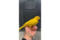 Canary-Inspired Fashion Clutches Image 1