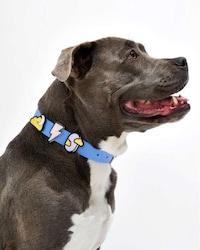 Charm-Adorned Dog Collars Image 3