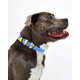 Charm-Adorned Dog Collars Image 3