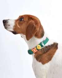 Charm-Adorned Dog Collars Image 6