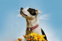 Vibrantly Tonal Dog Collars