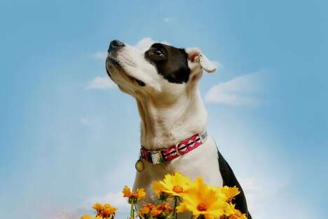 Vibrantly Tonal Dog Collars
