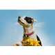 Vibrantly Tonal Dog Collars Image 1