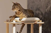 Pet-Catered Sleek Furniture Designs Image 3