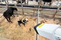 Birth-Detecting AI-Imaging Cameras Image 1