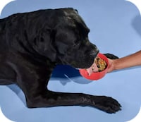 Deliverable Human-Grade Dog Food Image 2