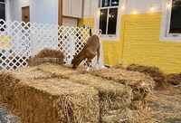 Canine Sniffing Workshops