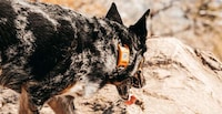 Smart Wearable Pet Trackers Image 3