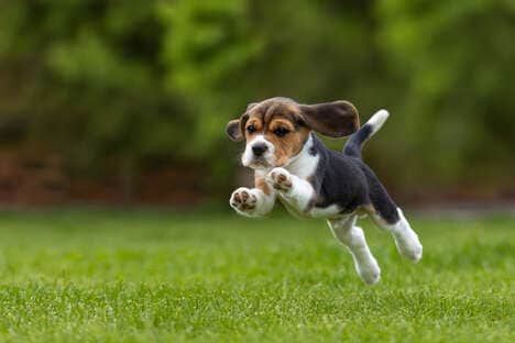 Puppy Dating App Giveaways