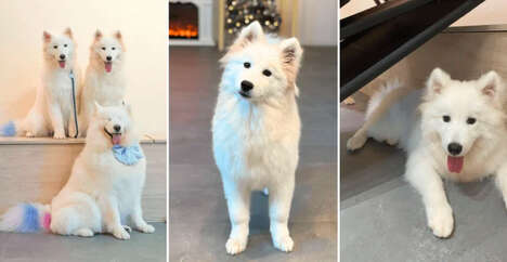Dog-Friendly Cafe Experiences