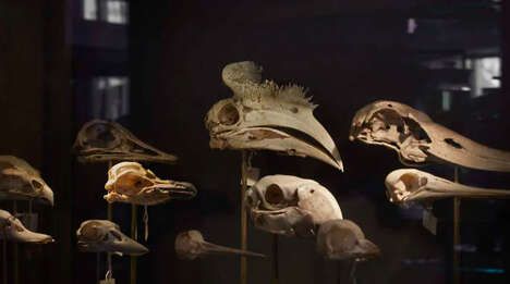Renovated Zoology Museums