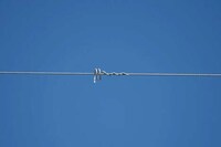 Bird-Diverting Robotic Systems Image 3