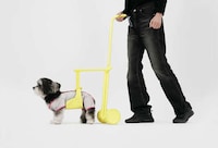 Supportive Senior Pet Accessories Image 1