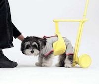 Supportive Senior Pet Accessories Image 2