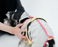 Supportive Senior Pet Accessories Image 8