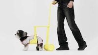 Senior Pet-Friendly Walking Aids