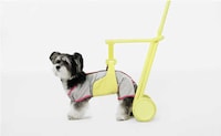 Senior Pet-Friendly Walking Aids Image 3