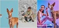 Holographic Pet Accessories