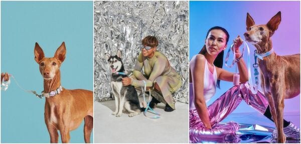 Holographic Pet Accessories