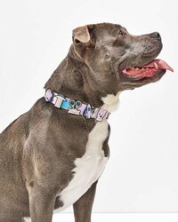 Holographic Pet Accessories Image 4