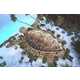 Turtle-Shaped Bamboo Restaurants Image 1