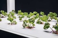App Controlled Indoor Gardens Image 7