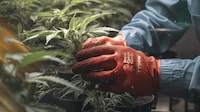 Collaborative Unique Cannabis Seeds Image 1