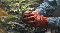 Collaborative Unique Cannabis Seeds