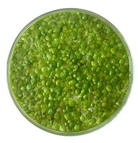 Duckweed-Based Food Ingredients Image 3