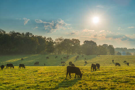 Cattle-Focused Nutrient Products