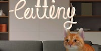 VR Cat Experiences