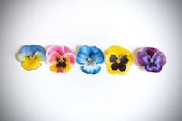 Edible Flower Baking Kits Image 3
